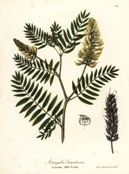 Kanadisk melkevikk, Astragalus canadensis
