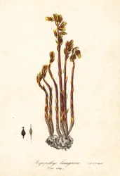 Hollenderpipe, falske bøkdråper, furusaft eller gult fuglerede, Monotropa hypopitys (furusaft, Hypopithys lanuginosa)
