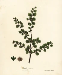 Dvergbjørk, Betula nana