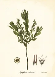 Dverghuckleberry, bush huckleberry eller gopherberry, Gaylussacia dumosa