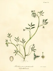 Falsk havfrue, Floerkea proserpinacoides