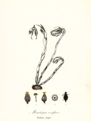 Spøkelsesplante, spøkelsespipe, indianerpipe eller likplante, Monotropa uniflora