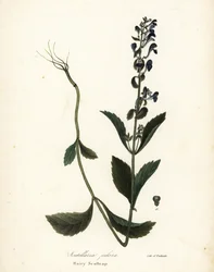 Håret hodekappe, Scutellaria elliptica (Scutellaria pilosa)