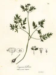 Vårbebuder, pepper og salt eller løkrotet erigenia, Erigenia bulbosa