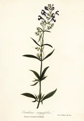 Hjelmblomst, hjelmhette eller helbladet hodekappe, Scutellaria integrifolia