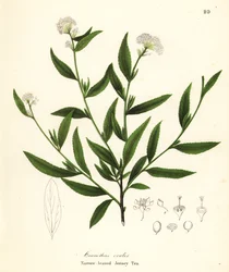 Jersey tea, Ceanothus herbaceus (Narrow-leaved Jersey Tea, Ceanothus ovalis)   1411987   no       norwegian Successfully Translated  Original: 354b5fb1be03 Translat: 354b5fb1be03 1383767 no norwegian Successfully Translated Original: Ohne Titel Translat: O