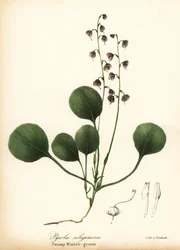 Liverblad vintergrønn, myr vintergrønn eller rosa vintergrønn, Pyrola asarifolia (sump vintergrønn, Pyrola uliginosa)
