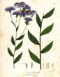 Lav grov aster eller grov treaster, Eurybia radula (Rasp-leaved aster, Aster radula)