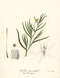Gjørmekjempe eller vannhyasint, Heteranthera dubia (vannstjernegress, Schollera graminifolia)