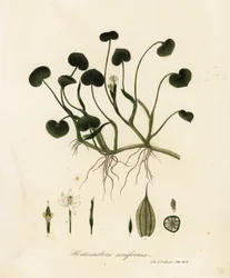 Slamplantain eller vannhyasint, Heteranthera reniformis