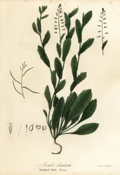 Murbeckiella pinnatifida (Tannveggkarse, Arabis dentata)