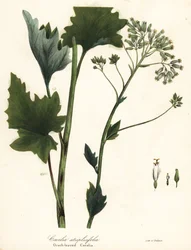 Blek indisk groblad, Arnoglossum atriplicifolium (appelsinbladet cacalia, Cacalia atriplicifolia)