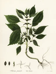 Rik ugress, Adenia pumila (Collinsonia canadensis?)