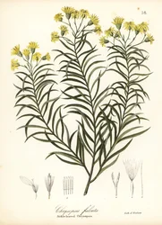 Sigdblad-silkegress eller sigdbladgylden aster, Pityopsis falcata (Sickle-leaved chrysopsis, Chrysopsis falcata)