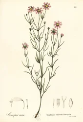 Liten rosafarget coreopsis, Coreopsis rosea