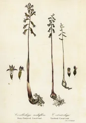 Flekkkorallrot, Corallorhiza maculata, og fallkorallrot, Corallorhiza odontorhiza (mangeblomstret korallrot, Corallorhiza multiflora og tannkorallrot, C