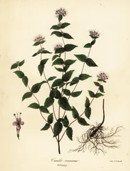 Steinmynte, frostmynte, dittany og amerikansk dittany, Cunila origanoides (Cunila mariana)
