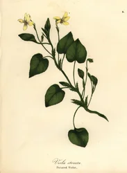 Stripete kremfiolett, kremfiolett eller stripete fiolett, Viola striata