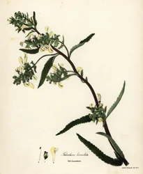 Høy lusurt eller sumplusseurt, Pedicularis lanceolata