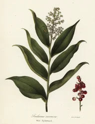 Treacleberry, Maianthemum racemosum (Wild spikenard, Smilacina racemosa)
