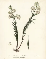 Hvirvelmelk, østlig svelg, kjerringrokk eller svalurt, Asclepias verticillata