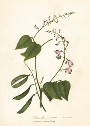 Vill kidneybønne, Phaseolus polystachios (flerårig kidney-bønne, Phaseolus perennis)