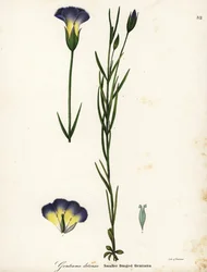 Vindmøllefrynsede gentian, Gentianopsis detonsa (Småkantet gentiana, Gentiana detonsa)