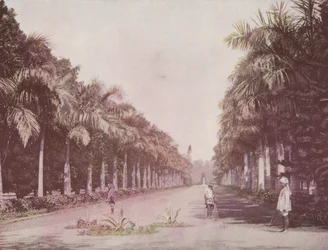 Avenue of Palms, Botanical Gardens, Calcutta (farget bilde)