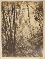 Bambusskog på Teesta.  Utsikt over Darjeeling. 1870-tallet