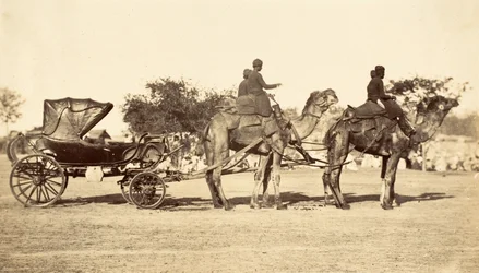 Kamelvogn, ca. 1860 (fotogravyr)