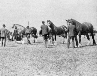 Judging Shire Horses på Oxfordshire Agricultural Show, illustrasjon fra The King, 25. mai 1901