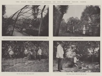 The Wild Fowl Season, Scenes on the Grange Decoy, Essex