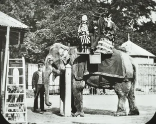 Zoological Gardens, Regents Park: elefant med voksne og barn på tur, London Zoo, 1894