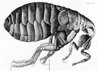 En loppe fra mikroskopisk observasjon av Robert Hooke (1635-1703), 1665