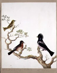 En gyllen kamskjær, en Dartford-sanger og en rosefarget trost eller ouzel, 1824 (wc på papir)
