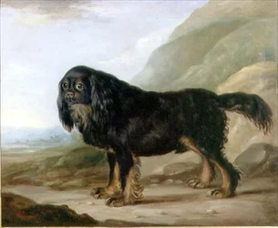 En King Charles Spaniel i et landskap