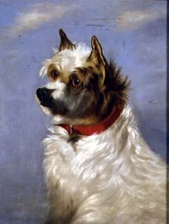 En terrier med rød krage