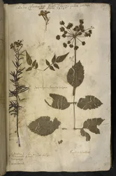 Legg til MS 78334 f.3r Tørket planteeksemplar med forklaring, fra 