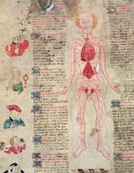 Anatomisk diagram, fra De arte phisicali e de cirugia av John Arderne, 1412