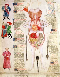 Anatomisk diagram, fra #39;De arte phisicali e de cirurgia#39; av John Arderne