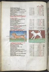 Arundel MS 66 f.44v Canis maior og Canis minor avbildet som hunder 