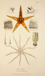 Asterias aurantiaca og Comatula carinata, pub. 1833 Håndfarget gravering.
