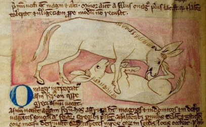 CCA-LitMs/D/10 fol. 10r Wild ass, fra Bestiary