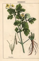 Svalort som viser gule blomster og røtter.   , fra "The Instructive Picturebook, or Lessons from the Vegetable World," [Charlotte Mary Yonge], Edinburgh
