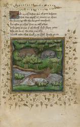 Bomull Vespasian B. XII, f.4 Illustrasjon av en grevling, villkatt og oter; med vers, fra en 