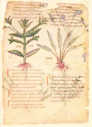 Cotton Vitellius C.III fol.30 Illustrasjoner av Wulfes Camb and Henep, fra 