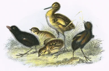 Curlew, Land Rail, Partridge og Moor Høne (med klokken)