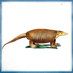 Dasypus beltedyr, ca. 1810 (akvarell på papir)