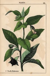 Dødelig nattskygge   , fra "The Instructive Picturebook, or Lessons from the Vegetable World," [Charlotte Mary Yonge], Edinburgh
