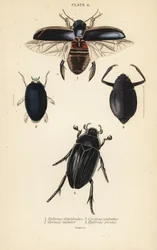 Dykkerbille, Dytiscus halvedii 1, vanlig hvirvelbille, Gyrinus svømmer 2, Cyclous vittatus 3 og stor sølvvannbille, Hydrophilus piceus 4